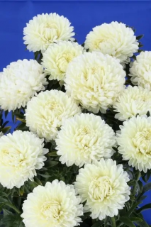 (п.ф.) Астра Классик Еллоу F1,