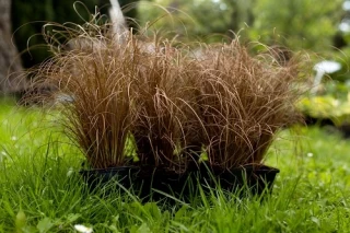 (п.ф.) Осока Бронко F1, 100 мультидраже (№6-179)