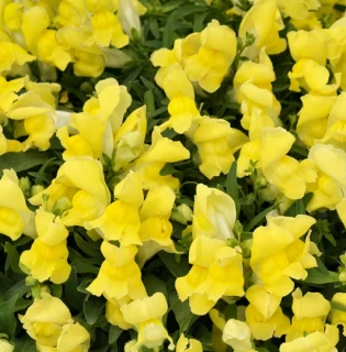 (п.ф.) Львиный зев Кэнди Шауерс Еллоу, 100 шт (№6-414)