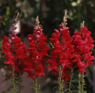 (п.ф.) Львиный зев Рокет Ред, 1000 шт (№6-553)