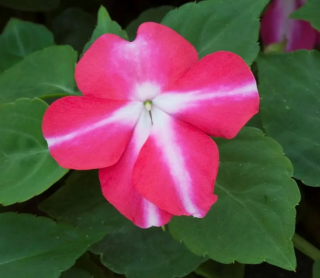 (п.ф.) Бальзамин Баланс Стар F1, 100 шт (№2-24)