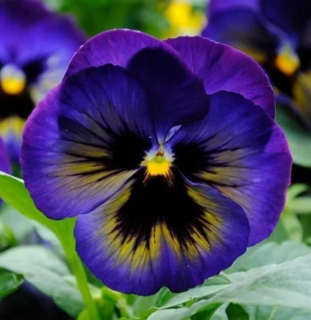 (п.ф.) Виола Спринг Матрикс Миднайт Глоу F1,