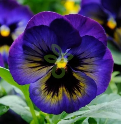 (п.ф.) Виола Спринг Матрикс Миднайт Глоу F1,