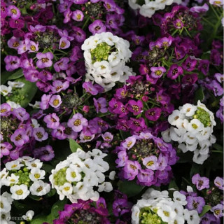 (п.ф.) Алиссум Клеар Кристал Микс,