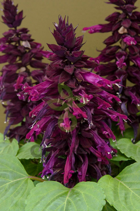 (п.ф.) Сальвия Сальса Парпл,