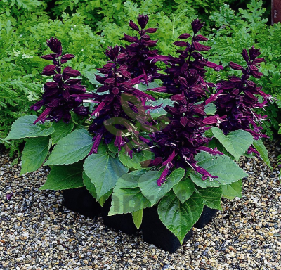 (п.ф.) Сальвия Сальса Парпл,