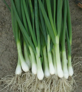 Лук батун Перформер, 10 000шт