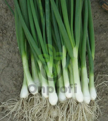 Лук батун Перформер, 10 000шт