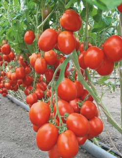 Томат Бенито