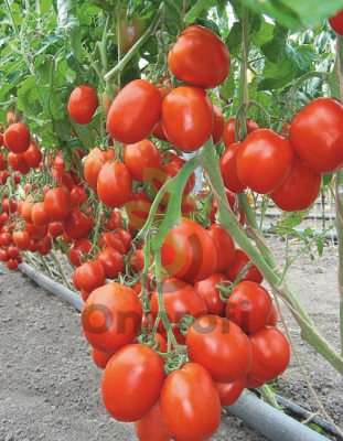 Томат Бенито