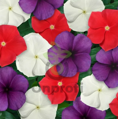 (п.ф.) Катарантус Тату Американ Пай Микс, 5 шт (фасовка)