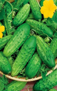 Огурец Нежинский, 1гр (фасовка)