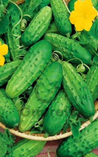 Огурец Нежинский, 1гр (фасовка)