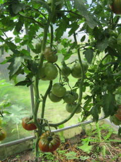 Томат Медная река, 0,5гр (фасовка)