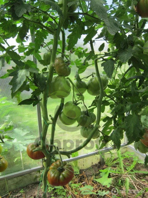 Томат Медная река, 0,5гр (фасовка)