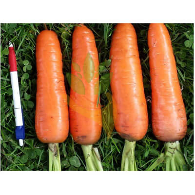 Морковь Шантанэ Роял (Тангерина), 1,8-2,0 мм, 100000 шт