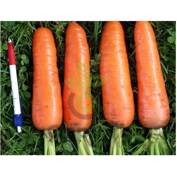 Морковь Шантанэ Роял (Тангерина), 1,8-2,0 мм, 100 000шт