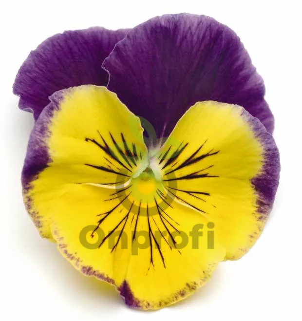 (п.ф.) Виола Виттрока Матрикс Морфиус F1, 10 шт (фасовка)