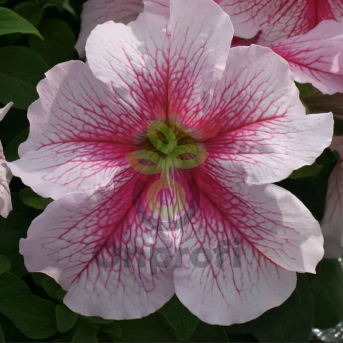 (п.ф.) Петуния Призм Распберри Сандай, 100 шт (№9-4-57) Поиск