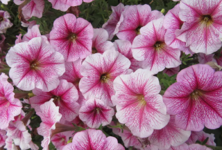 (п.ф.) Петуния Призм Распберри Сандай, 100 шт (№9-4-57) Поиск