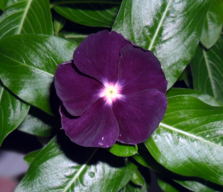 (п.ф.) Катарантус Джемс Ин Джеллис Блюберри, 100 шт (№7-1)