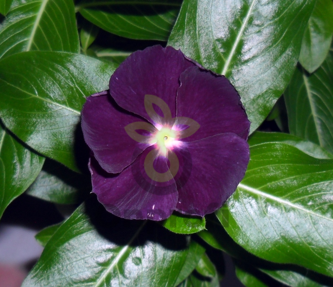 (п.ф.) Катарантус Джемс Ин Джеллис Блюберри, 100 шт (№7-1)