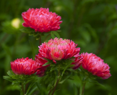 (п.ф.) Астра Классик Скарлет F1, 1000 шт (№1-7)