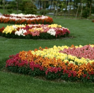 (п.ф.) Львиный зев Флорал Шауерс Микс,