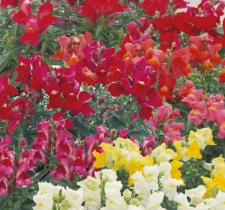 (п.ф.) Львиный зев Флорал Шауерс Микс,