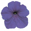 (п.ф.) Петуния Фалкон Мид Блю F1,