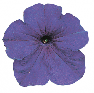 (п.ф.) Петуния Фалкон Мид Блю F1,
