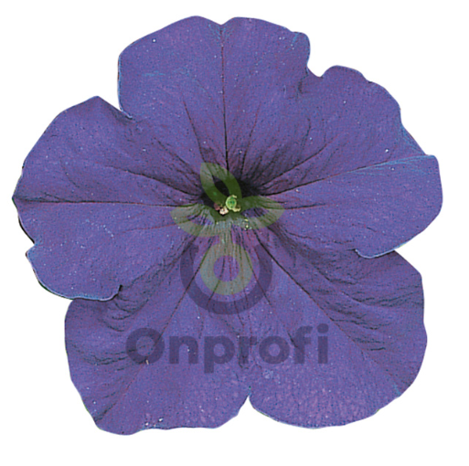 (п.ф.) Петуния Фалкон Мид Блю F1,