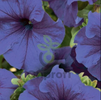 (п.ф.) Петуния Фалкон Мид Блю F1,