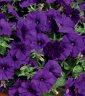 (п.ф.) Петуния Фалкон Мид Блю F1,