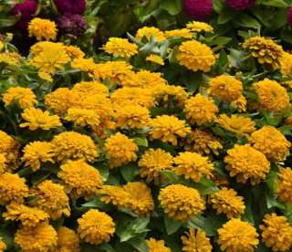 (п.ф.) Циния Зести Еллоу, 100 шт (№6-558)