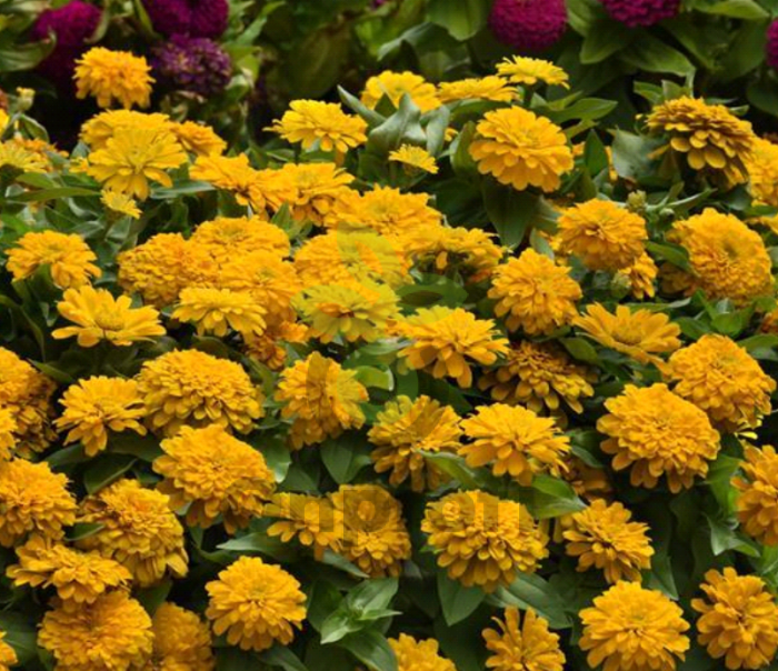 (п.ф.) Циния Зести Еллоу, 100 шт (№6-558)