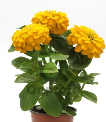 (п.ф.) Циния Зести Еллоу, 100 шт (№6-558)