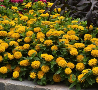 (п.ф.) Циния Зести Еллоу, 100 шт (№6-558)