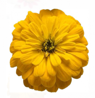 (п.ф.) Циния Зести Еллоу, 100 шт (№6-558)