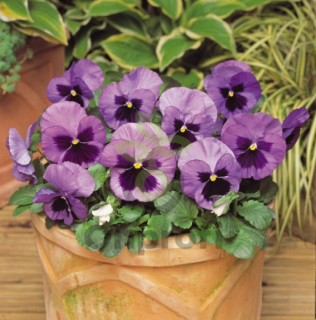 (п.ф.) Виола Спринг Матрикс Оушен F1,