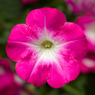 (п.ф.) Петуния Опера Пинк,