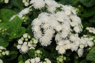 (п.ф.) Агератум Кона Вайт,