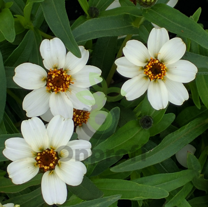 (п.ф.) Циния Профьюжн Ни-Хай Вайт F1,