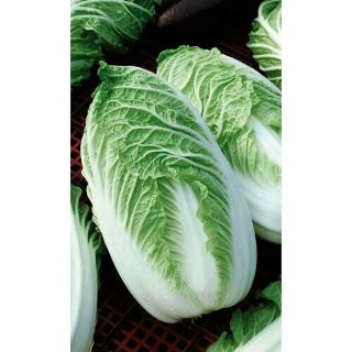 Капуста пекинская Пекин F1,