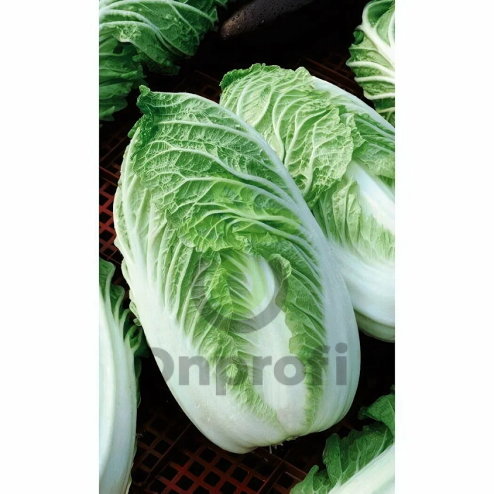 Капуста пекинская Пекин F1,