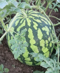 Арбуз Карапуз,