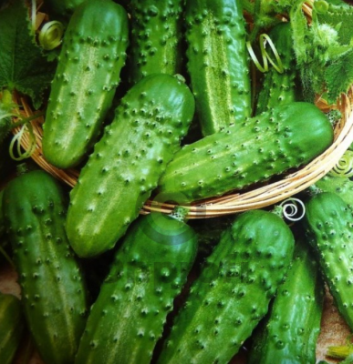 Огурец Обильный, 1гр (фасовка)