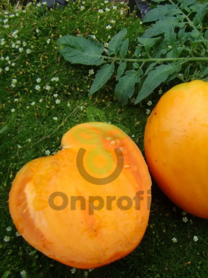 Томат Медовый Эль, 0,5гр (фасовка)