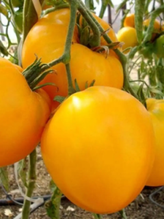 Томат Медовый Эль, 0,5гр (фасовка)