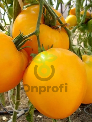 Томат Медовый Эль, 0,5гр (фасовка)